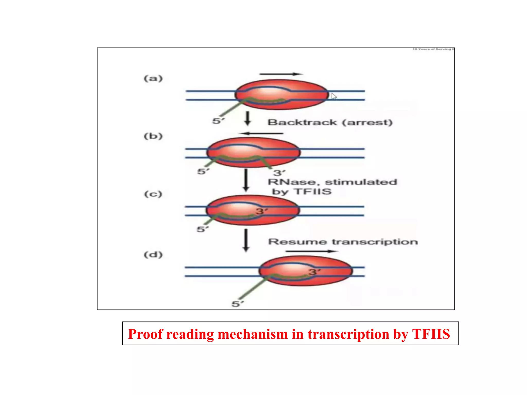 Proof reading mechanism in transcription by TFIIS
 
