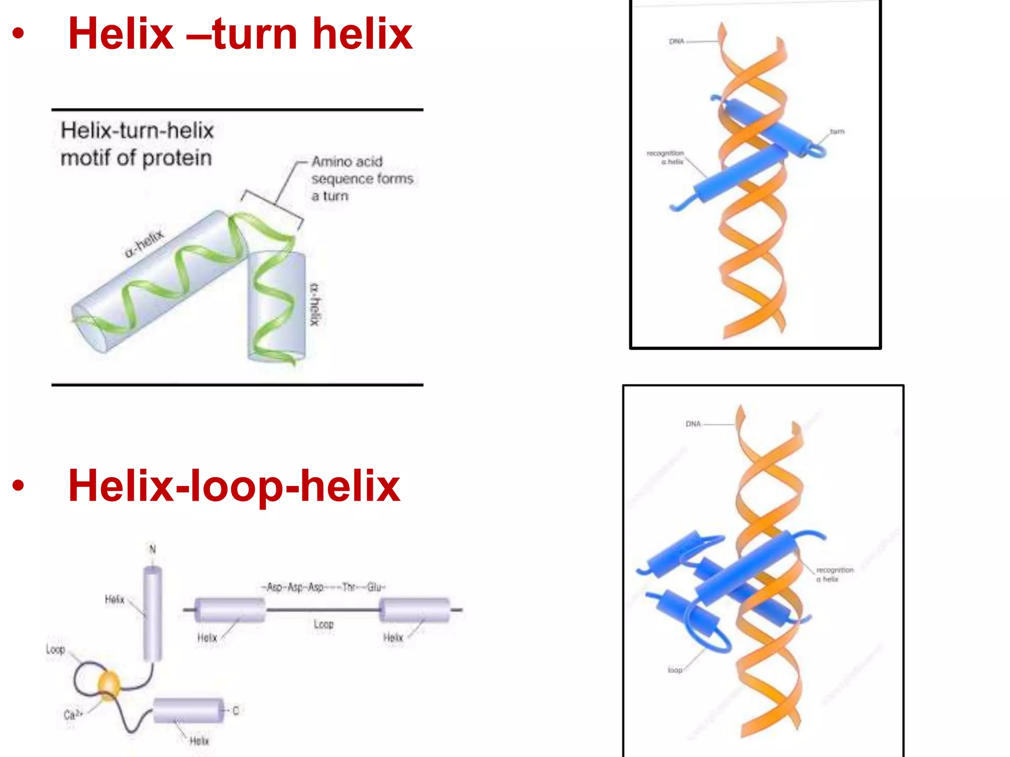 • Helix –turn helix
• Helix-loop-helix
 