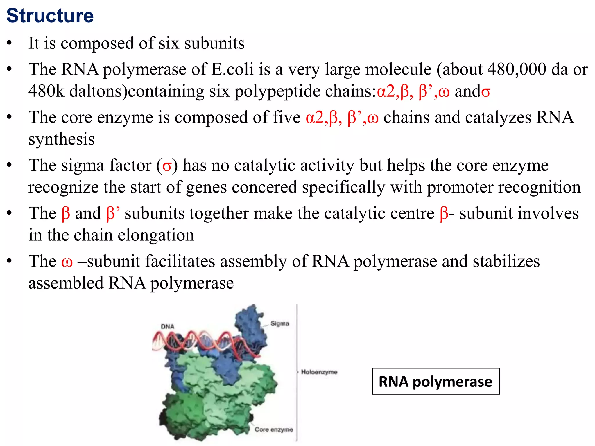 Structure
• It is composed of six subunits
• The RNA polymerase of E.coli is a very large molecule (about 480,000 da or
480k daltons)containing six polypeptide chains:α2,β, β’,ω andσ
• The core enzyme is composed of five α2,β, β’,ω chains and catalyzes RNA
synthesis
• The sigma factor (σ) has no catalytic activity but helps the core enzyme
recognize the start of genes concered specifically with promoter recognition
• The β and β’ subunits together make the catalytic centre β- subunit involves
in the chain elongation
• The ω –subunit facilitates assembly of RNA polymerase and stabilizes
assembled RNA polymerase
RNA polymerase
 