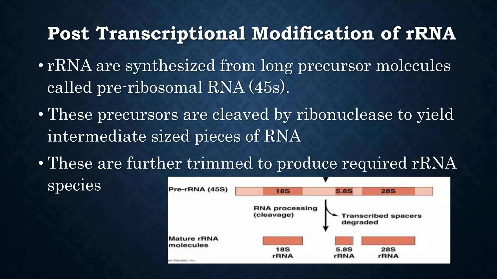 Transcription of RNA | PPTX