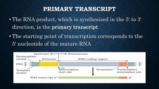 Transcription of RNA | PPTX
