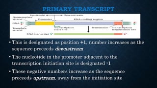 Transcription of RNA | PPTX