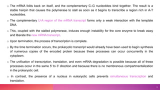 o The mRNA folds back on itself, and the complementary C–G nucleotides bind together. The result is a
stable hairpin that causes the polymerase to stall as soon as it begins to transcribe a region rich in A-T
nucleotides.
o The complementary U-A region of the mRNA transcript forms only a weak interaction with the template
DNA.
o This, coupled with the stalled polymerase, induces enough instability for the core enzyme to break away
and liberate the new mRNA transcript.
o Upon termination, the process of transcription is complete.
o By the time termination occurs, the prokaryotic transcript would already have been used to begin synthesis
of numerous copies of the encoded protein because these processes can occur concurrently in the
cytoplasm.
o The unification of transcription, translation, and even mRNA degradation is possible because all of these
processes occur in the same 5′ to 3′ direction and because there is no membranous compartmentalization
in the prokaryotic cell.
o In contrast, the presence of a nucleus in eukaryotic cells prevents simultaneous transcription and
translation.
10
 