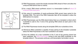  RNA Polymerases unwind the double stranded DNA ahead of them and allow the
unwound DNA behind them to rewind.
 As a result, RNA strand synthesis occurs in a transcription bubble of about 25
unwound DNA base pairs.
 Only about 8 nucleotides of newly-synthesized RNA remain base paired to the
template DNA. The rest of the RNA molecules falls off the template to allow the
DNA behind it to rewind.
 RNA Polymerases use the DNA strand below them as a template to direct which
nucleotide to add to the 3′ end of the growing RNA strand at each point in the
sequence.
 The RNA Polymerase travels along the template DNA one nucleotide at time.
 Whichever RNA nucleotide is capable of base pairing to the template nucleotide
below the RNA Polymerase is the next nucleotide to be added.
 Once the addition of a new nucleotide to the 3′ end of the growing strand has
been catalysed, the RNA Polymerase moves to the next DNA nucleotide on the
template below it. This process continues until transcription termination occurs.
17
 