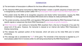 TERMINATION
 The termination of transcription is different for the three different eukaryotic RNA polymerases.
 The ribosomal rRNA genes transcribed by RNA Polymerase I contain a specific sequence of base pairs that
is recognized by a termination protein called TTF-1 (Transcription Termination Factor for RNA Polymerase I)
 This protein binds the DNA at its recognition sequence and blocks further transcription, causing the RNA
Polymerase I to disengage from the template DNA strand and to release its newly-synthesized RNA.
 The protein-encoding, structural RNA, and regulatory RNA genes transcribed by RNA Polymerase II lack any
specific signals or sequences that direct RNA Polymerase II to terminate at specific locations.
 RNA Polymerase II can continue to transcribe RNA anywhere from a few bp to thousands of bp past the
actual end of the gene. However, the transcript is cleaved at an internal site before RNA Polymerase II
finishes transcribing.
 This releases the upstream portion of the transcript, which will serve as the initial RNA prior to further
processing.
 This cleavage site is considered the “end” of the gene. The remainder of the transcript is digested by a 5′-
exonuclease (called Xrn2 in humans) while it is still being transcribed by the RNA Polymerase II.
18
 