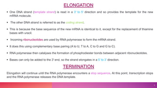  One DNA strand (template strand) is read in a 3′ to 5′ direction and so provides the template for the new
mRNA molecule.
 The other DNA strand is referred to as the coding strand.
 This is because the base sequence of the new mRNA is identical to it, except for the replacement of thiamine
bases with uracil.
 Incoming ribonucleotides are used by RNA polymerase to form the mRNA strand.
 It does this using complementary base pairing (A to U, T to A, C to G and G to C).
 RNA polymerase then catalyses the formation of phosphodiester bonds between adjacent ribonucleotides.
 Bases can only be added to the 3′ end, so the strand elongates in a 5’ to 3’ direction.
Elongation will continue until the RNA polymerase encounters a stop sequence. At this point, transcription stops
and the RNA polymerase releases the DNA template.
5
ELONGATION
TERMINATION
 