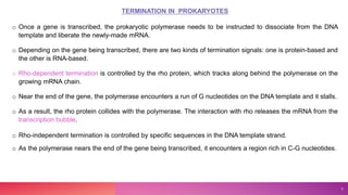 TERMINATION IN PROKARYOTES
o Once a gene is transcribed, the prokaryotic polymerase needs to be instructed to dissociate from the DNA
template and liberate the newly-made mRNA.
o Depending on the gene being transcribed, there are two kinds of termination signals: one is protein-based and
the other is RNA-based.
o Rho-dependent termination is controlled by the rho protein, which tracks along behind the polymerase on the
growing mRNA chain.
o Near the end of the gene, the polymerase encounters a run of G nucleotides on the DNA template and it stalls.
o As a result, the rho protein collides with the polymerase. The interaction with rho releases the mRNA from the
transcription bubble.
o Rho-independent termination is controlled by specific sequences in the DNA template strand.
o As the polymerase nears the end of the gene being transcribed, it encounters a region rich in C-G nucleotides.
9
 