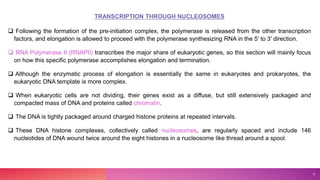 TRANSCRIPTION THROUGH NUCLEOSOMES
 Following the formation of the pre-initiation complex, the polymerase is released from the other transcription
factors, and elongation is allowed to proceed with the polymerase synthesizing RNA in the 5′ to 3′ direction.
 RNA Polymerase II (RNAPII) transcribes the major share of eukaryotic genes, so this section will mainly focus
on how this specific polymerase accomplishes elongation and termination.
 Although the enzymatic process of elongation is essentially the same in eukaryotes and prokaryotes, the
eukaryotic DNA template is more complex.
 When eukaryotic cells are not dividing, their genes exist as a diffuse, but still extensively packaged and
compacted mass of DNA and proteins called chromatin.
 The DNA is tightly packaged around charged histone proteins at repeated intervals.
 These DNA histone complexes, collectively called nucleosomes, are regularly spaced and include 146
nucleotides of DNA wound twice around the eight histones in a nucleosome like thread around a spool.
13
 
