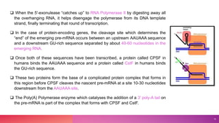  When the 5′-exonulease “catches up” to RNA Polymerase II by digesting away all
the overhanging RNA, it helps disengage t...