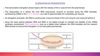 ELONGATION IN PROKARYOTES
o The transcription elongation phase begins with the release of the σ subunit from the polymerase.
o The dissociation of σ allows the core RNA polymerase enzyme to proceed along the DNA template,
synthesizing mRNA in the 5′ to 3′ direction at a rate of approximately 40 nucleotides per second.
o As elongation proceeds, the DNA is continuously unwound ahead of the core enzyme and rewound behind it.
o Since the base pairing between DNA and RNA is not stable enough to maintain the stability of the mRNA
synthesis components, RNA polymerase acts as a stable linker between the DNA template and the nascent
RNA strands to ensure that elongation is not interrupted prematurely.
8
 