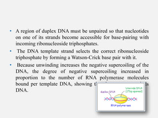 • A region of duplex DNA must be unpaired so that nucleotides
on one of its strands become accessible for base-pairing with
incoming ribonucleoside triphosphates.
• The DNA template strand selects the correct ribonucleoside
triphosphate by forming a Watson-Crick base pair with it.
• Because unwinding increases the negative supercoiling of the
DNA, the degree of negative supercoiling increased in
proportion to the number of RNA polymerase molecules
bound per template DNA, showing that the enzyme unwinds
DNA.
 