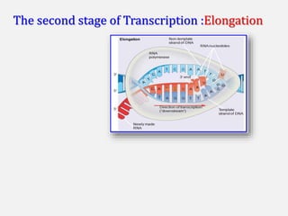 The second stage of Transcription :Elongation
 
