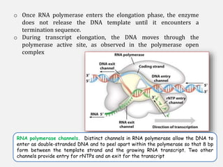 RNA polymerase channels. Distinct channels in RNA polymerase allow the DNA to
enter as double-stranded DNA and to peel apart within the polymerase so that 8 bp
form between the template strand and the growing RNA transcript. Two other
channels provide entry for rNTPs and an exit for the transcript
o Once RNA polymerase enters the elongation phase, the enzyme
does not release the DNA template until it encounters a
termination sequence.
o During transcript elongation, the DNA moves through the
polymerase active site, as observed in the polymerase open
complex
 