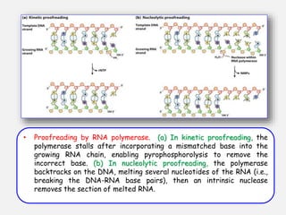 • Proofreading by RNA polymerase. (a) In kinetic proofreading, the
polymerase stalls after incorporating a mismatched base into the
growing RNA chain, enabling pyrophosphorolysis to remove the
incorrect base. (b) In nucleolytic proofreading, the polymerase
backtracks on the DNA, melting several nucleotides of the RNA (i.e.,
breaking the DNA-RNA base pairs), then an intrinsic nuclease
removes the section of melted RNA.
 