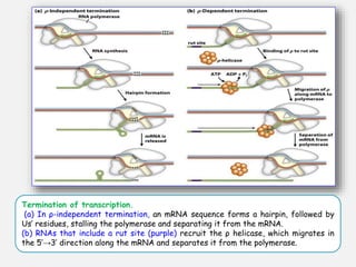 Termination of transcription.
(a) In ρ-independent termination, an mRNA sequence forms a hairpin, followed by
Us’ residues, stalling the polymerase and separating it from the mRNA.
(b) RNAs that include a rut site (purple) recruit the ρ helicase, which migrates in
the 5′→3′ direction along the mRNA and separates it from the polymerase.
 