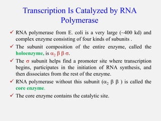 Transcription Is Catalyzed by RNA
Polymerase
 RNA polymerase from E. coli is a very large (~400 kd) and
complex enzyme consisting of four kinds of subunits .
 The subunit composition of the entire enzyme, called the
holoenzyme, is 2   .
 The  subunit helps find a promoter site where transcription
begins, participates in the initiation of RNA synthesis, and
then dissociates from the rest of the enzyme.
 RNA polymerase without this subunit (2   ) is called the
core enzyme.
 The core enzyme contains the catalytic site.
 