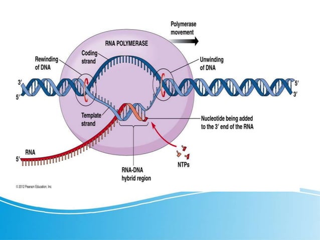 Transcripti on.pptx | Programming Languages | Computing