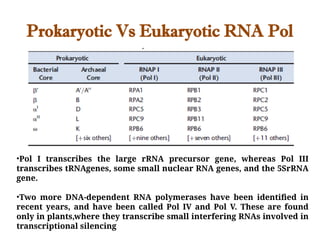 Prokaryotic Vs Eukaryotic RNA Pol
•Pol I transcribes the large rRNA precursor gene, whereas Pol III
transcribes tRNAgenes, some small nuclear RNA genes, and the 5SrRNA
gene.
•Two more DNA-dependent RNA polymerases have been identified in
recent years, and have been called Pol IV and Pol V. These are found
only in plants,where they transcribe small interfering RNAs involved in
transcriptional silencing
 