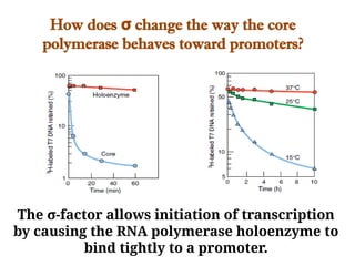 How does change the way the core
σ
polymerase behaves toward promoters?
The σ-factor allows initiation of transcription
by causing the RNA polymerase holoenzyme to
bind tightly to a promoter.
 