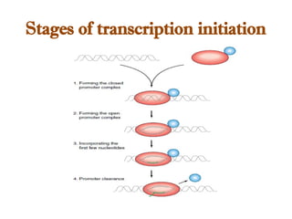 Stages of transcription initiation
 