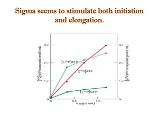 Sigma seems to stimulate both initiation
and elongation.
 