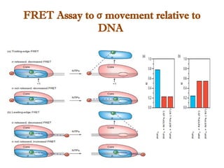 FRET Assay to σ movement relative to
DNA
 
