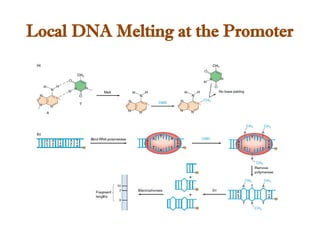 Local DNA Melting at the Promoter
 