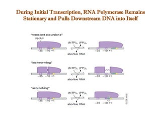 During Initial Transcription, RNA Polymerase Remains
Stationary and Pulls Downstream DNA into Itself
 