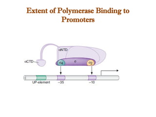 Extent of Polymerase Binding to
Promoters
 