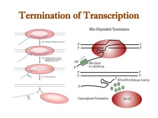 Termination of Transcription
 
