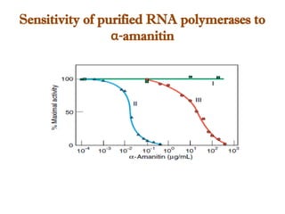 Sensitivity of purified RNA polymerases to
α-amanitin
 