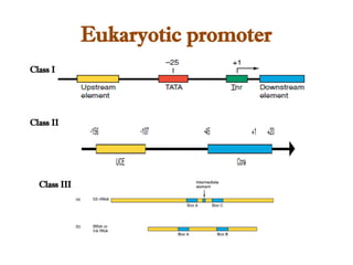 Eukaryotic promoter
Class I
Class II
Class III
 