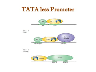 TATA less Promoter
 