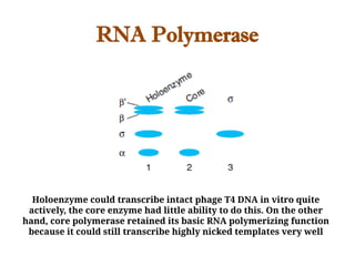 RNA Polymerase
Holoenzyme could transcribe intact phage T4 DNA in vitro quite
actively, the core enzyme had little ability to do this. On the other
hand, core polymerase retained its basic RNA polymerizing function
because it could still transcribe highly nicked templates very well
 