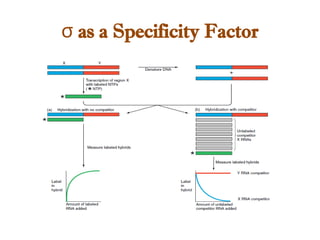 σ as a Specificity Factor
 