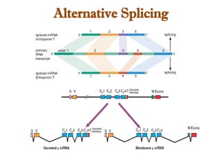 Alternative Splicing
 