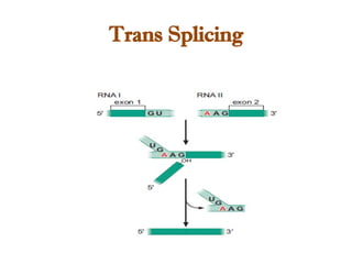 Trans Splicing
 
