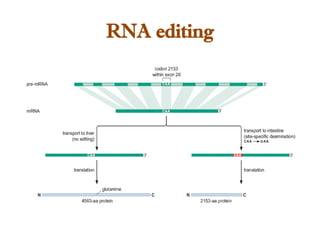 RNA editing
 