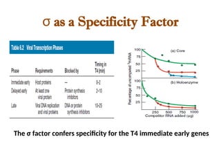 σ as a Specificity Factor
The σ factor confers specificity for the T4 immediate early genes
 