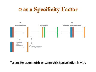 σ as a Specificity Factor
Testing for asymmetric or symmetric transcription in vitro
 