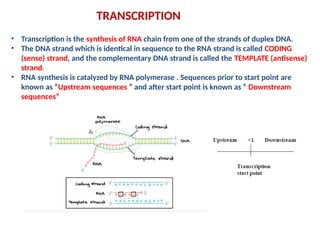 transcription in prokaryotes and eukaryotes | PPTX