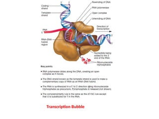 the following shows a transcription bubble identify... transcription in prokaryotes and eukaryotes | PPTX