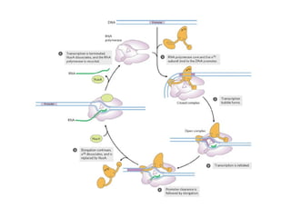 transcription in prokaryotes and eukaryotes | PPTX