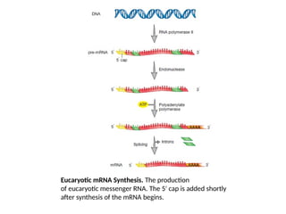 transcription in prokaryotes and eukaryotes | PPTX