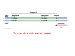 transcription in prokaryotes and eukaryotes | PPTX