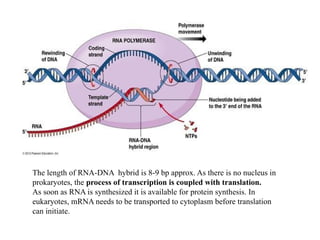 transcription in prokaryotes and eukaryotes | PPTX