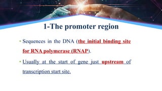 1-The promoter region
• Sequences in the DNA (the initial binding site
for RNA polymerase (RNAP).
• Usually at the start of gene just upstream of
transcription start site.
 