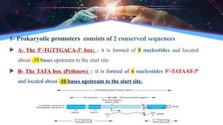 1- Prokaryotic promoters consists of 2 conserved sequences
 A- The 5'-TGTTGACA-3' box: - it is formed of 8 nucleotides and located
about -35 bases upstream to the start site
 B- The TATA box (Pribnow) :: it is formed of 6 nucleotides 5'-TATAAT-3'
and located about -10 bases upstream to the start site.
 