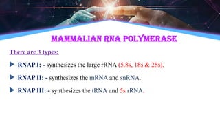 Mammalian RNA polymerase
There are 3 types:
 RNAP I: - synthesizes the large rRNA (5.8s, 18s & 28s).
 RNAP II: - synthesizes the mRNA and snRNA.
 RNAP III: - synthesizes the tRNA and 5s rRNA.
 