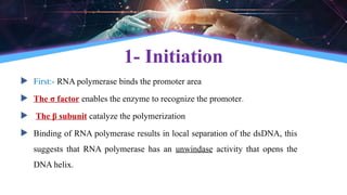 1- Initiation
 First:- RNA polymerase binds the promoter area
 The σ factor enables the enzyme to recognize the promoter.
 The β subunit catalyze the polymerization
 Binding of RNA polymerase results in local separation of the dsDNA, this
suggests that RNA polymerase has an unwindase activity that opens the
DNA helix.
 